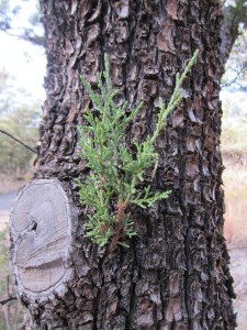 Alligator Juniper