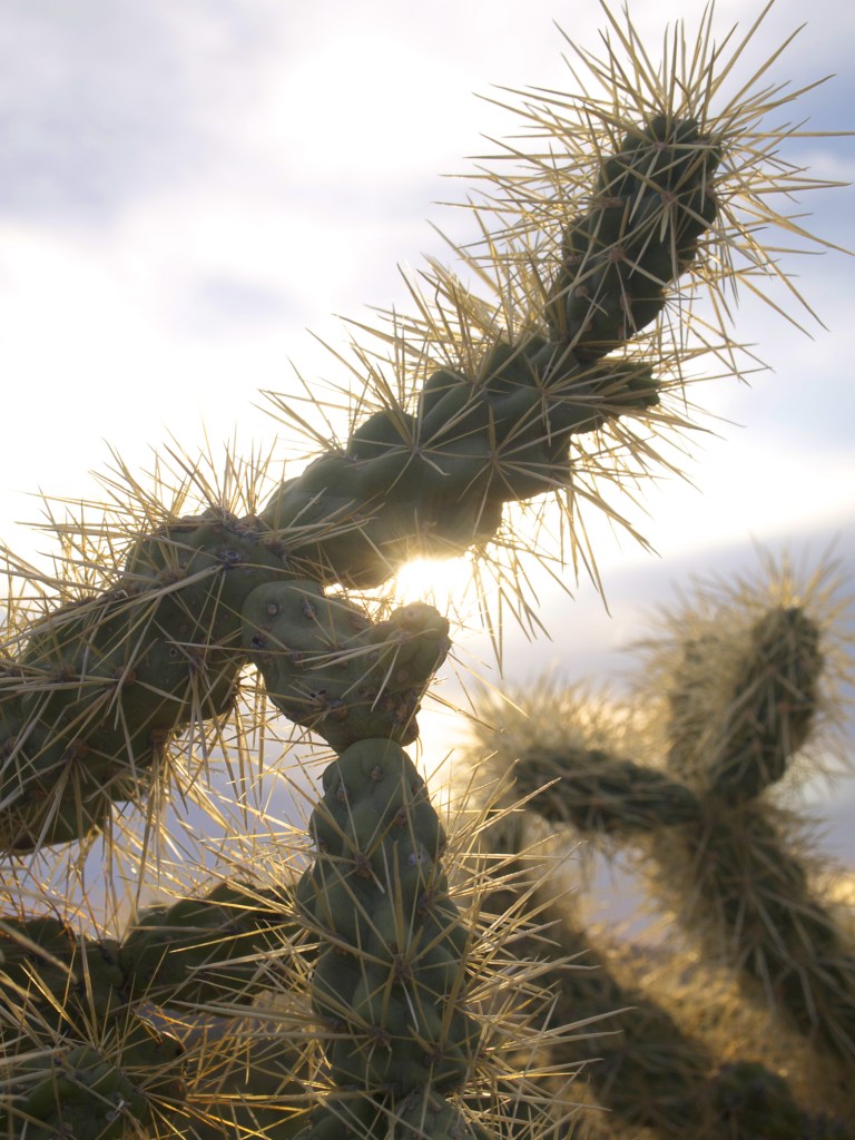 Cholla - Photo By Tim Giller