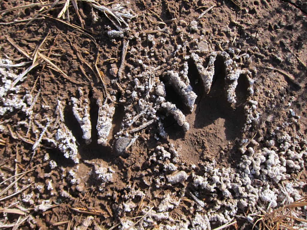 Raccoon Prints in salt _ Photo by Rachael Brown