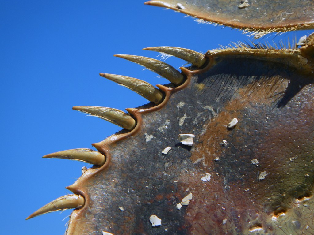Horseshoe Crab - Photo by Tim Giller