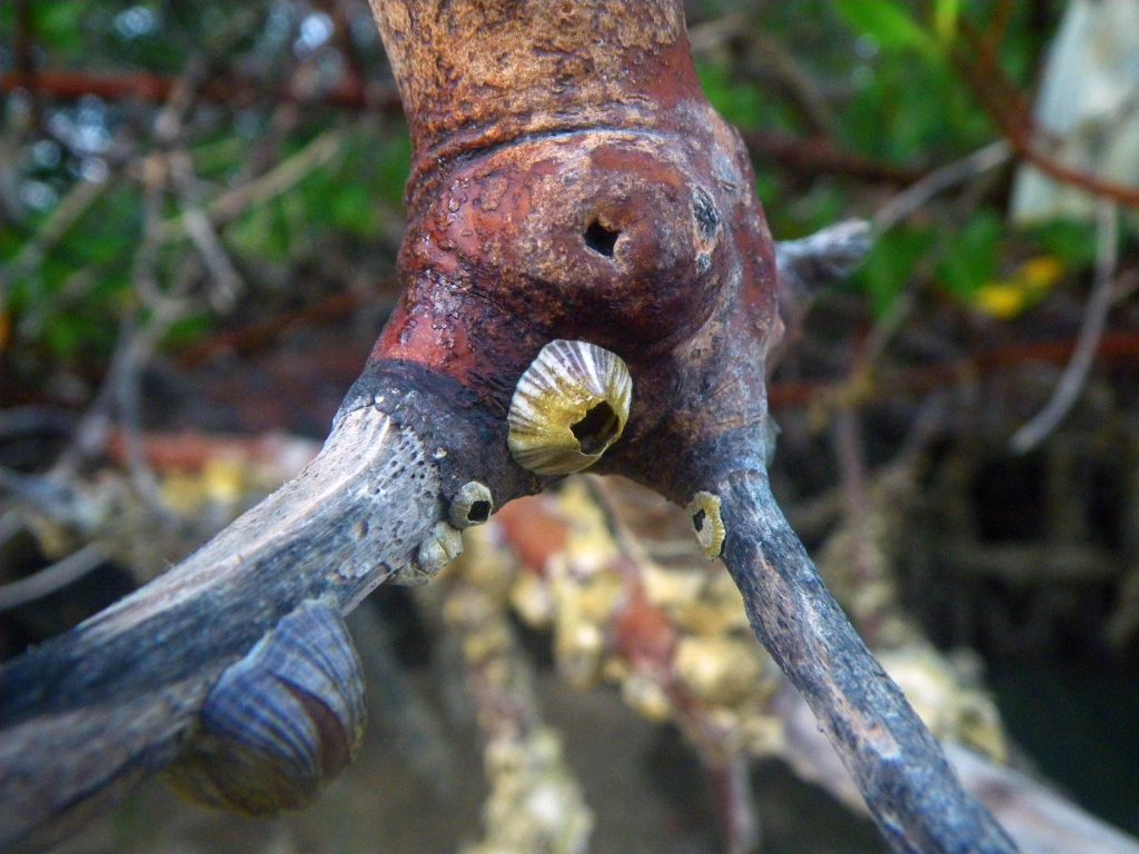 Red Mangrove with Barnacle - Photo by Tim Giller