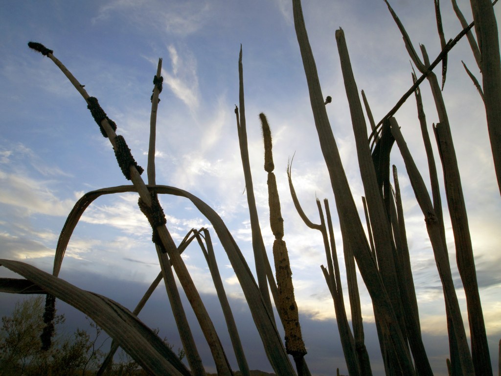 Organ Pipe Cactus - Photo By Tim Giller