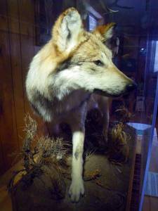 Display at Nature Center near Gila Wilderness - Photo by Tim Giller