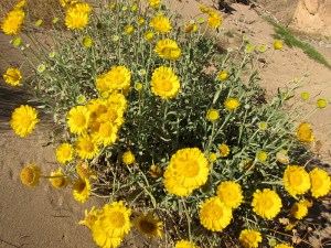 BigBend_DesertMarigold