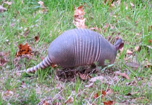 20150225_Armadillo