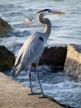 Great Blue Heron - Photo by Tim Giller