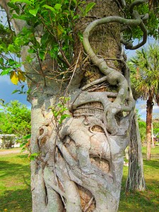 Strangler Fig