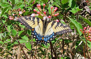 Eastern Tiger Swallotail