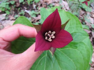 Red Trillium (Trillium erectum)