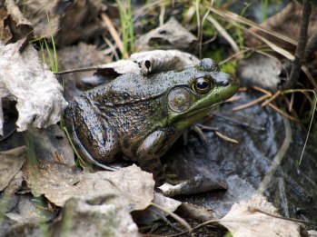 Frog, Algonquin P.P. Ontario - Photo by Tim Giller