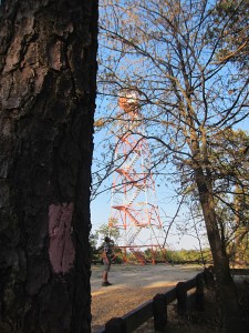 Apple Pie Hill Tower, tree with pink blaze of the Batona trail