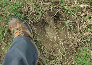 Bison Hoof