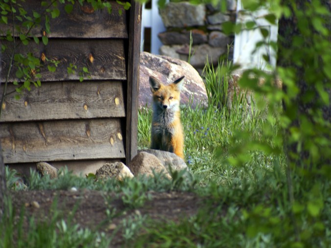 Fox, Nederland, Co - Photo by Tim Giller