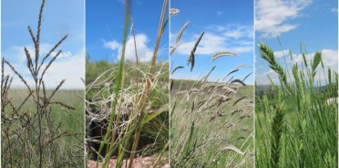 IMG_3906_Fotor_Collage