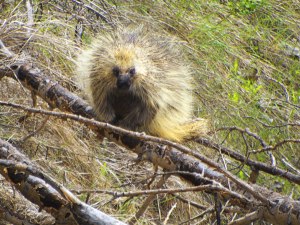 Porcupine