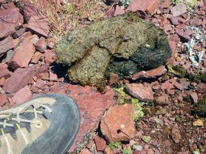 Grizzly Scat