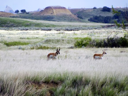 Pronghorn in South Dakota - Phot by Tim Giller