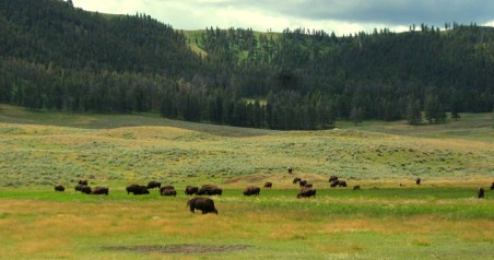 Yellowstone_Bison