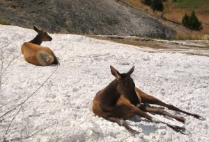 Yellowstone_Elk