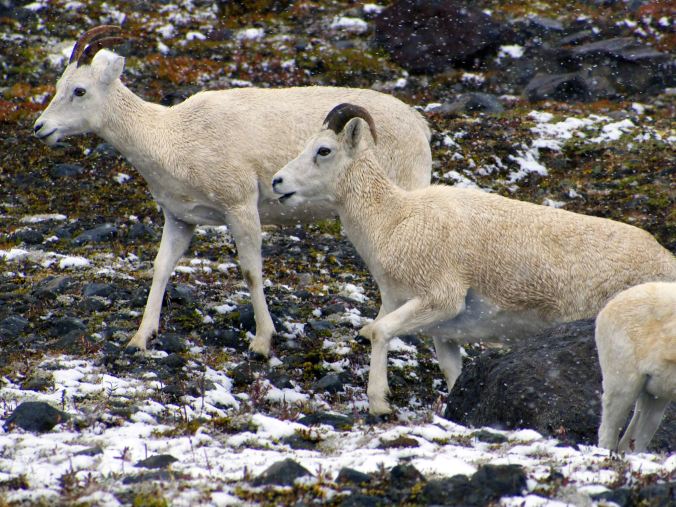 Dall Sheep, Wrangell-St Elias NP - Photo by Tim Giller