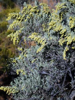 Artemisia tridentata - Photo by Tim Giller