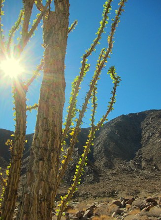 Sacred_Ocotillo