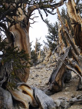 Bristlecones, White Mountains, CA - Photo by Tim Giller
