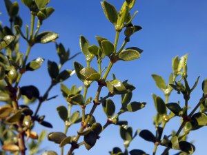 Creosote Leaves - Photo by Tim Giller