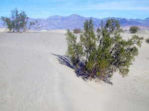 Creosote bushes, Death Valley - Photo by Tim Giller