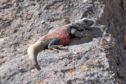 Chuckwalla - Photo by Tim Giller