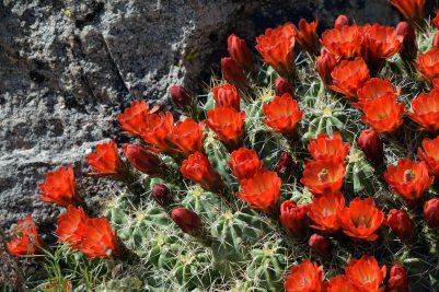 Mojave Mound Cactus - Photo by Tim Giller