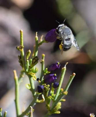 Digger bee on Turpentine Broom - Photo by Tim Giller
