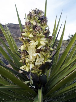 Mojave Yucca Flower - Photo by Tim Giller