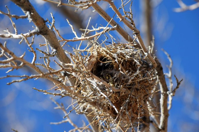 Nest