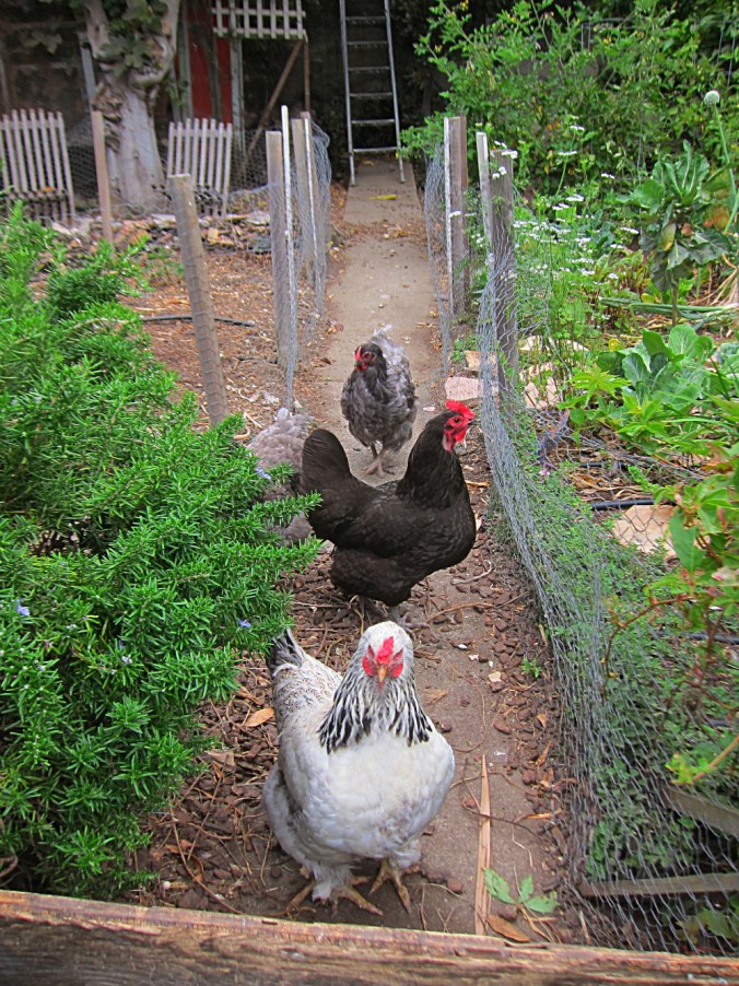 Backyard chickens