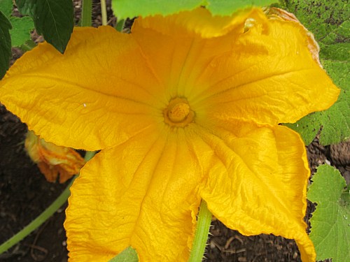Backyard squash flower