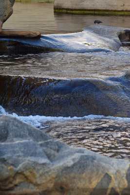 Water Ouzel, Middle Fork Kaweah River