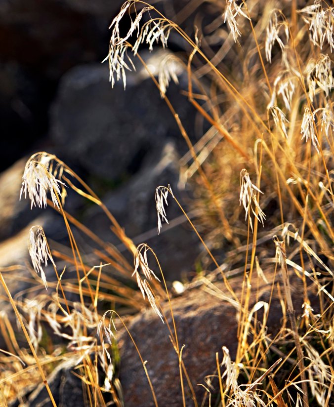 Cheatgrass (Bromus tectorum)