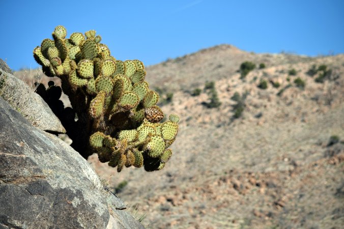 Pancake Cactus in Pinto Mtn Canyon - Photo by Tim Giller