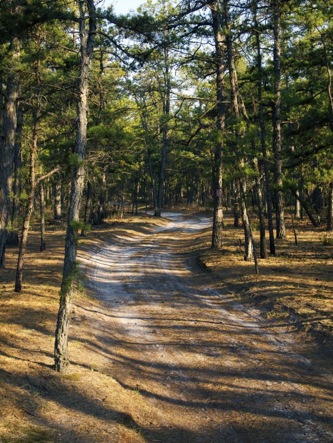 Pine Barrens