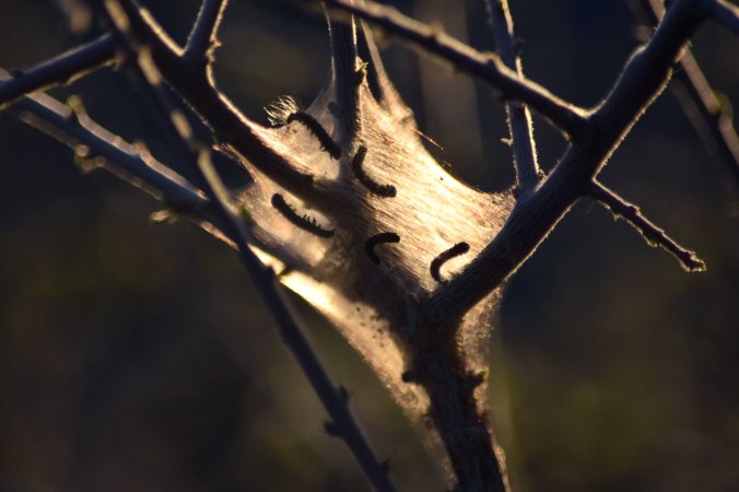 Tent caterpillars on Catsclaw Acacia - Photo by Tim  Giller