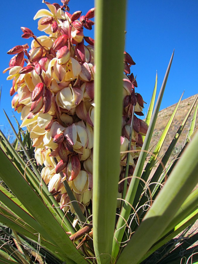BigBend_TorreyYucca