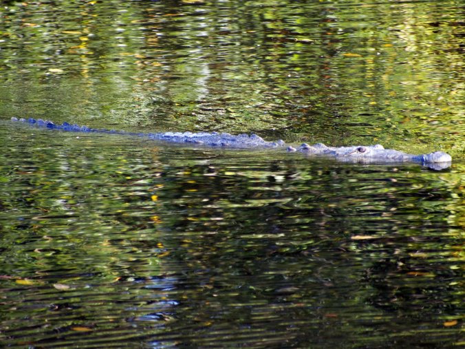 American Crocodile - Photo by Tim Giller