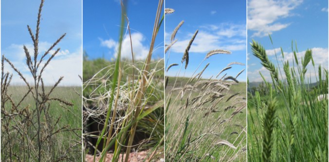 IMG_3906_Fotor_Collage