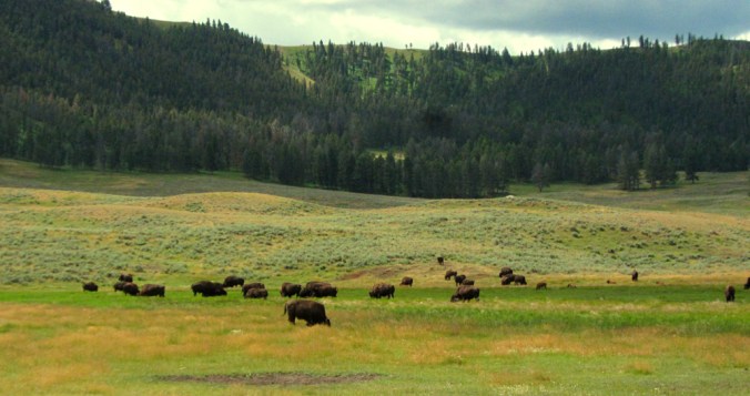 Yellowstone_Bison