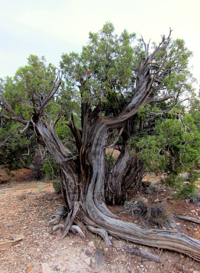Utah Juniper