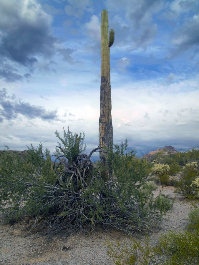 Saguaro & Ironwood