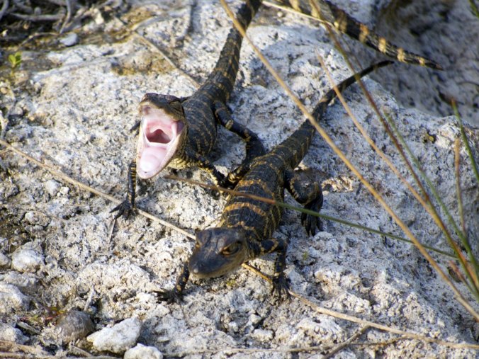 Baby Gators - Photo by Tim Giller