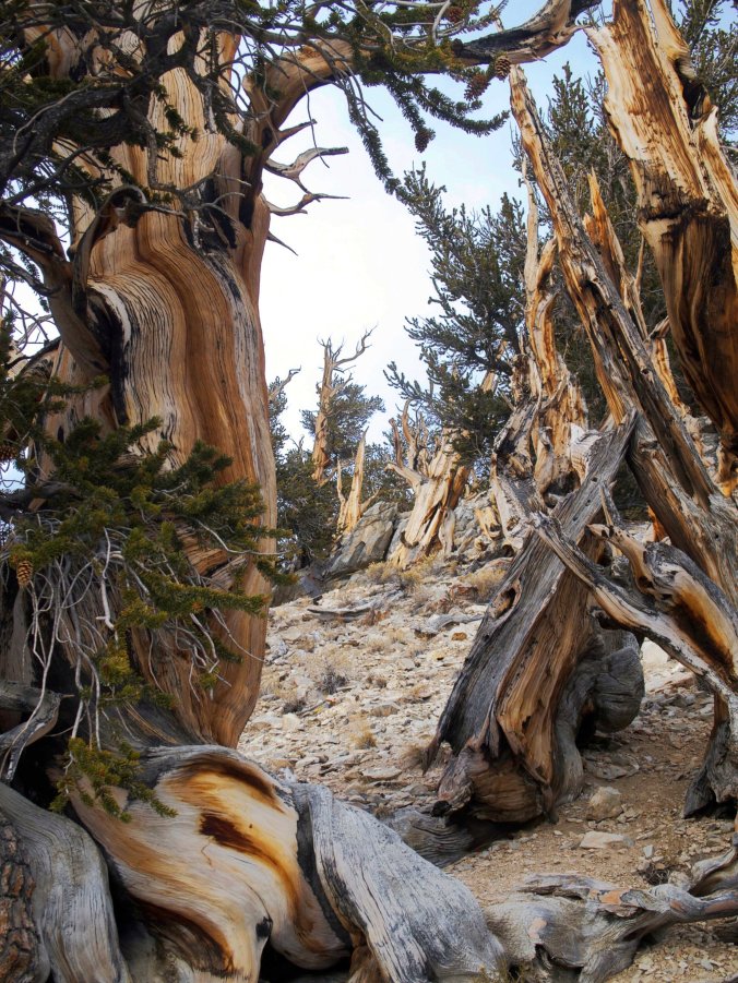 15.11Bristlecone2.jpg