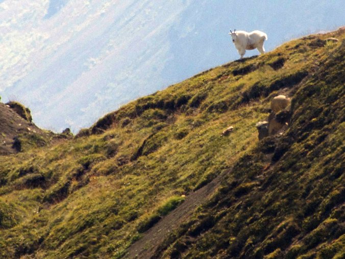 Mountain Goat, Wrangell-St Elias NP - Photo by Tim Giller